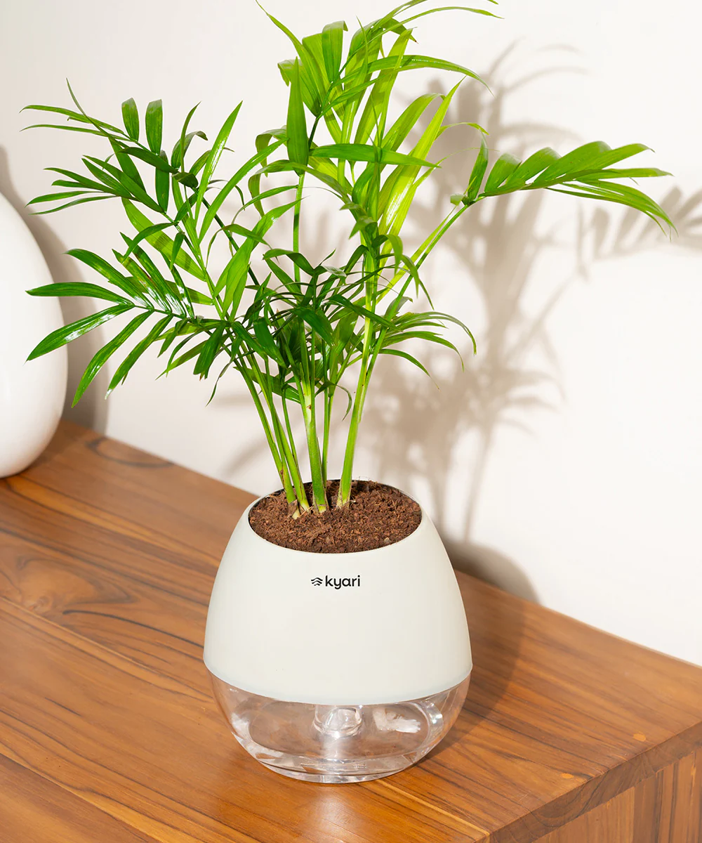 Chamaedorea Palm Plant With Self Watering Pot - Image 102