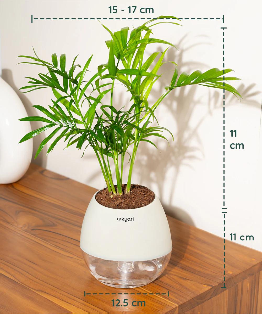 Chamaedorea Palm Plant With Self Watering Pot - Image 103