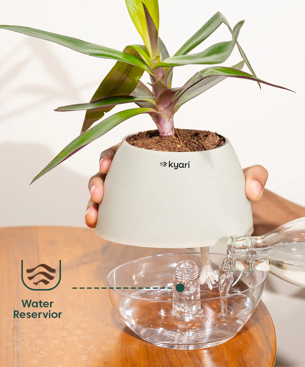 Chamaedorea Palm Plant With Self Watering Pot - Image 104