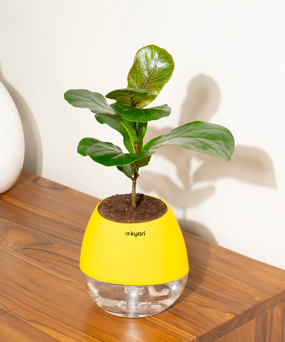 Chamaedorea Palm Plant With Self Watering Pot - Image 110