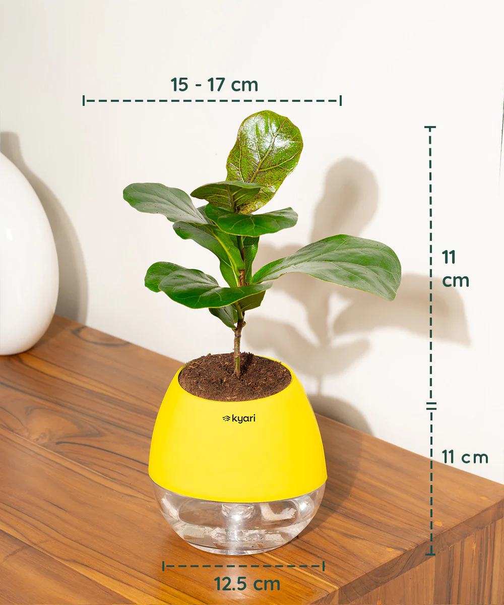 Chamaedorea Palm Plant With Self Watering Pot - Image 111