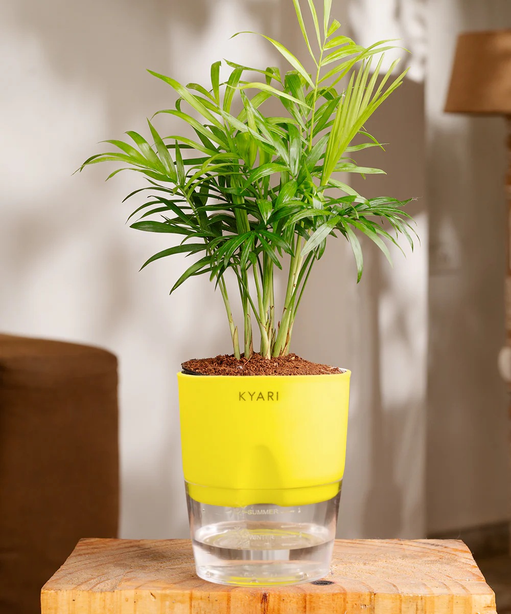 Chamaedorea Palm Plant With Self Watering Pot - Image 15