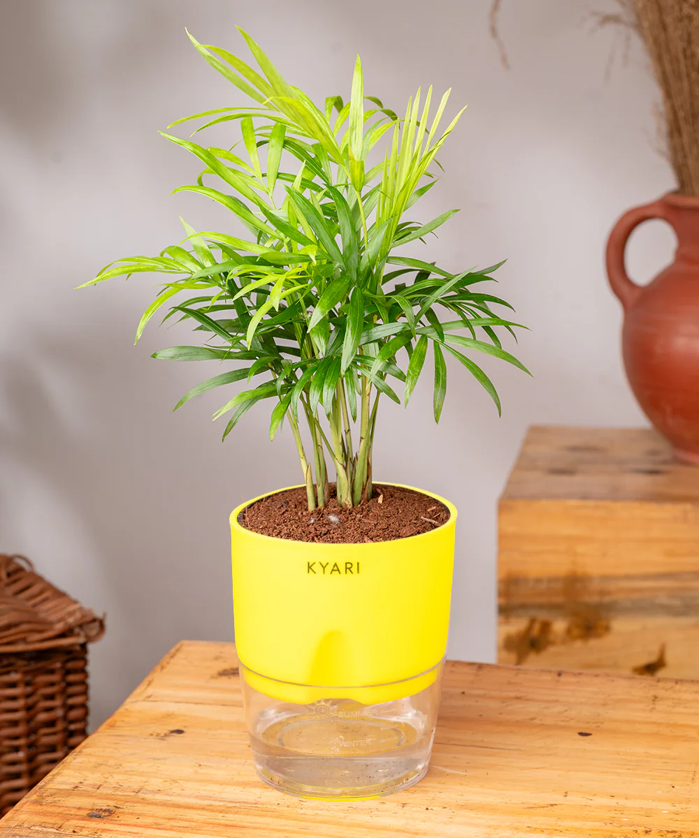 Chamaedorea Palm Plant With Self Watering Pot - Image 16