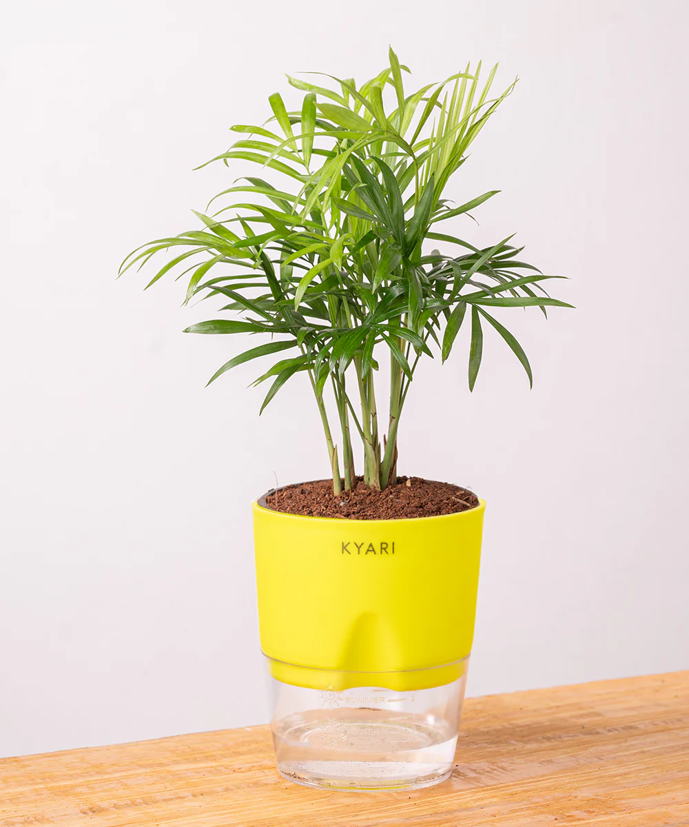 Chamaedorea Palm Plant With Self Watering Pot - Image 17
