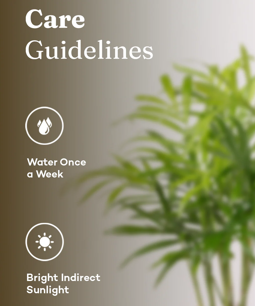 Chamaedorea Palm Plant With Self Watering Pot - Image 19