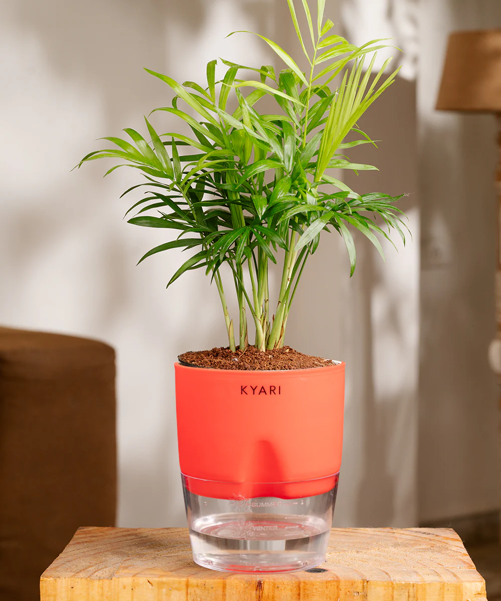 Chamaedorea Palm Plant With Self Watering Pot - Image 22