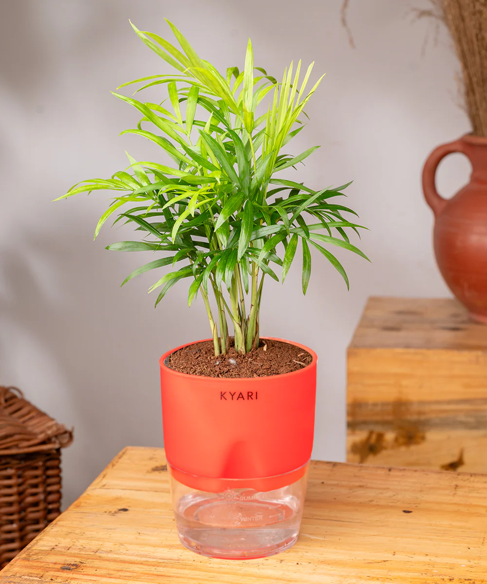 Chamaedorea Palm Plant With Self Watering Pot - Image 23