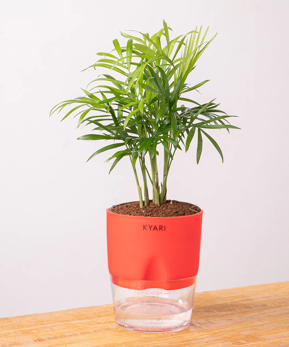 Chamaedorea Palm Plant With Self Watering Pot - Image 24