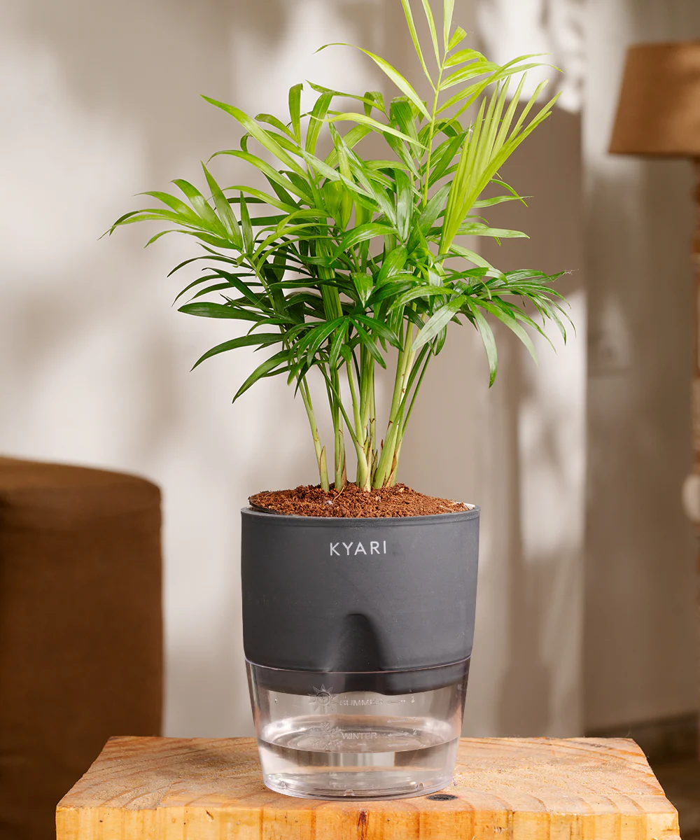 Chamaedorea Palm Plant With Self Watering Pot - Image 29