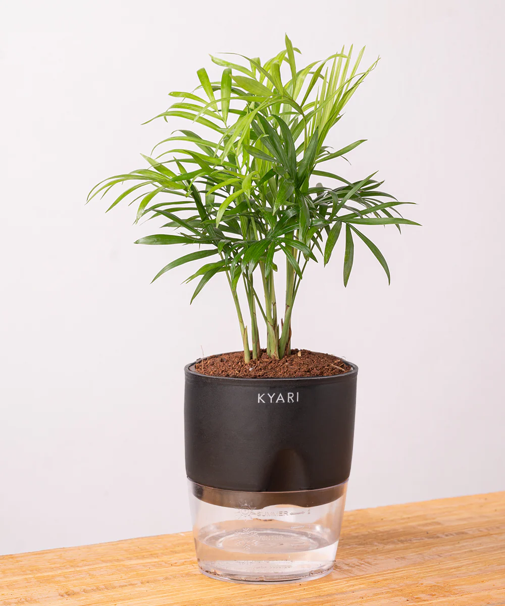 Chamaedorea Palm Plant With Self Watering Pot - Image 3