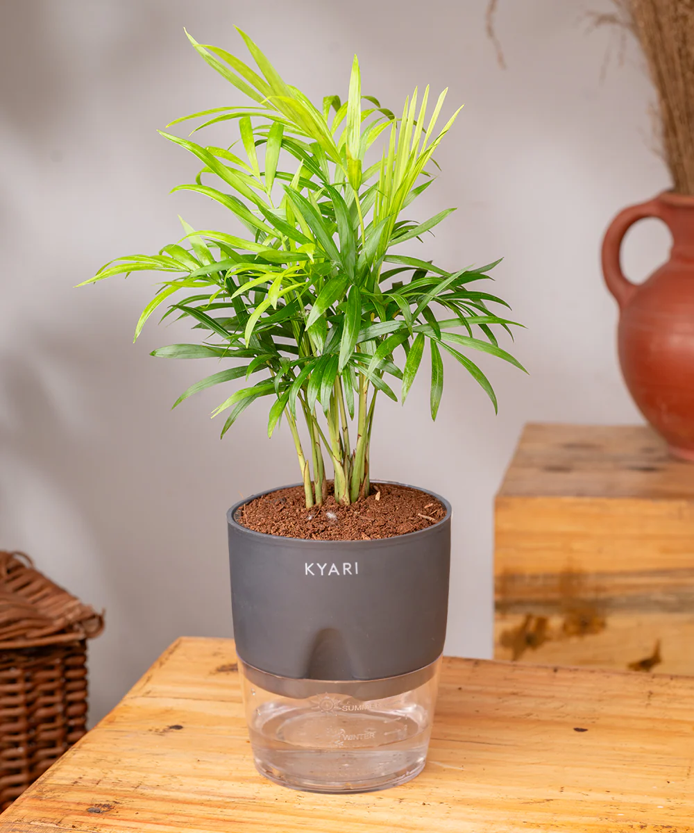 Chamaedorea Palm Plant With Self Watering Pot - Image 30