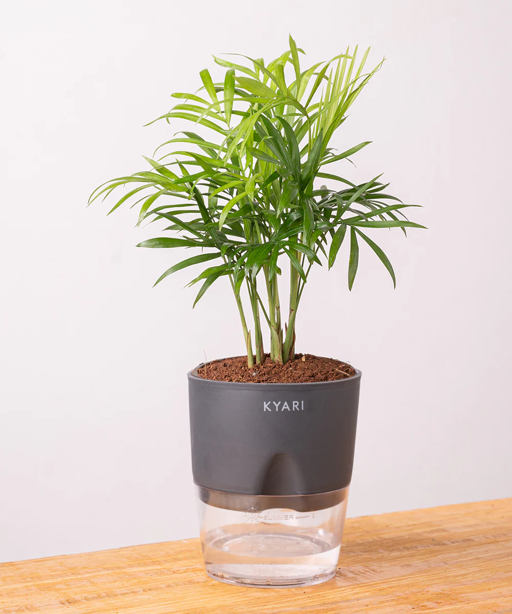 Chamaedorea Palm Plant With Self Watering Pot - Image 31