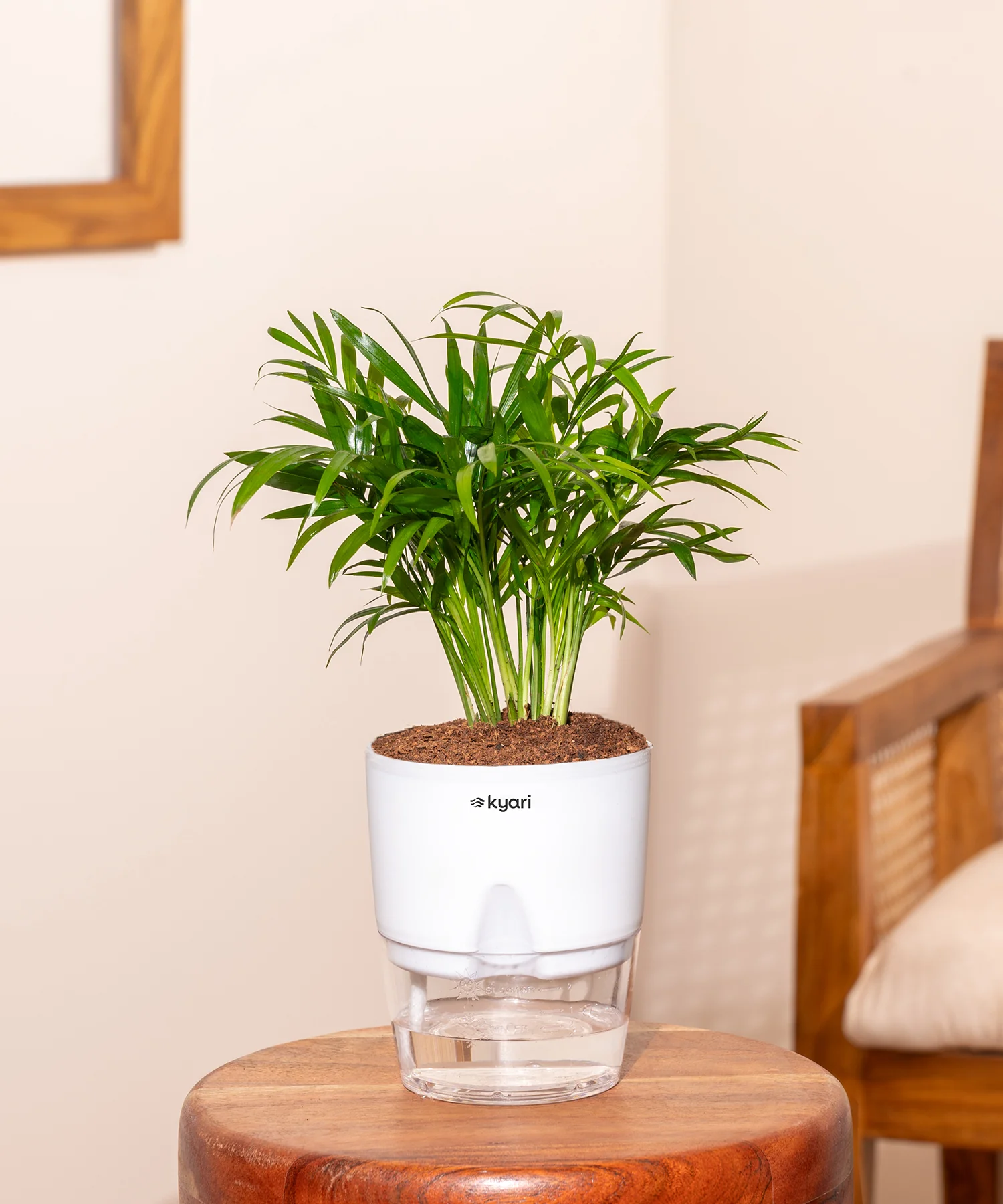 Chamaedorea Palm Plant With Self Watering Pot - Image 36