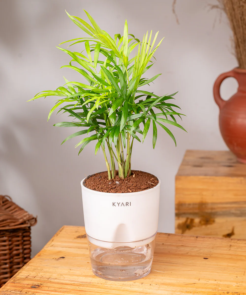 Chamaedorea Palm Plant With Self Watering Pot - Image 37