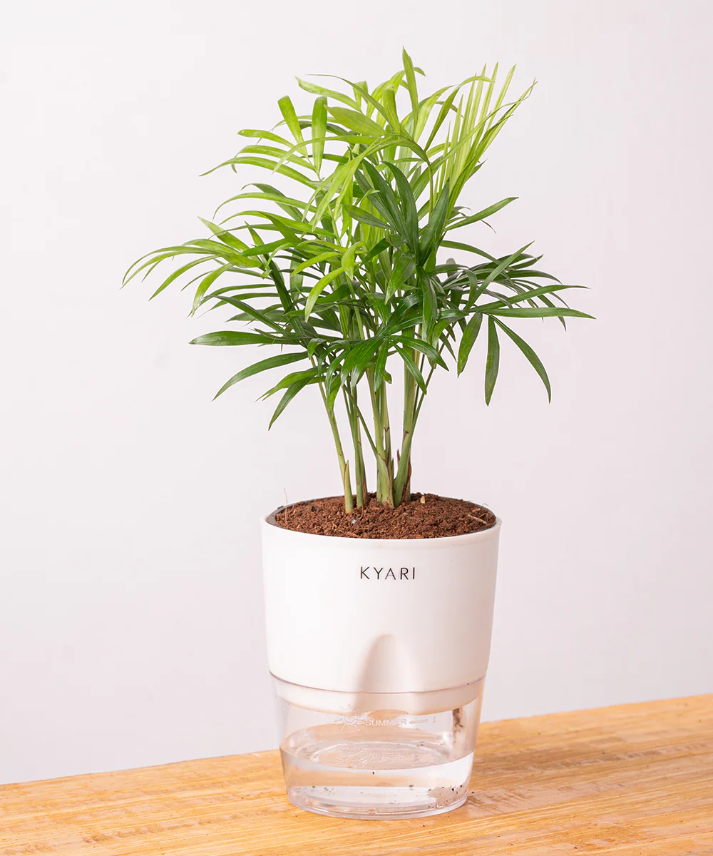 Chamaedorea Palm Plant With Self Watering Pot - Image 38