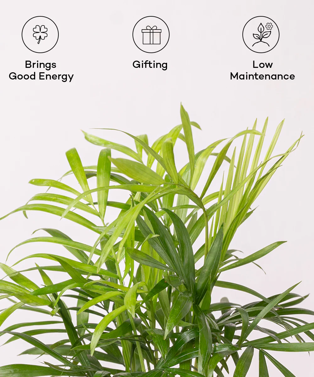 Chamaedorea Palm Plant With Self Watering Pot - Image 4