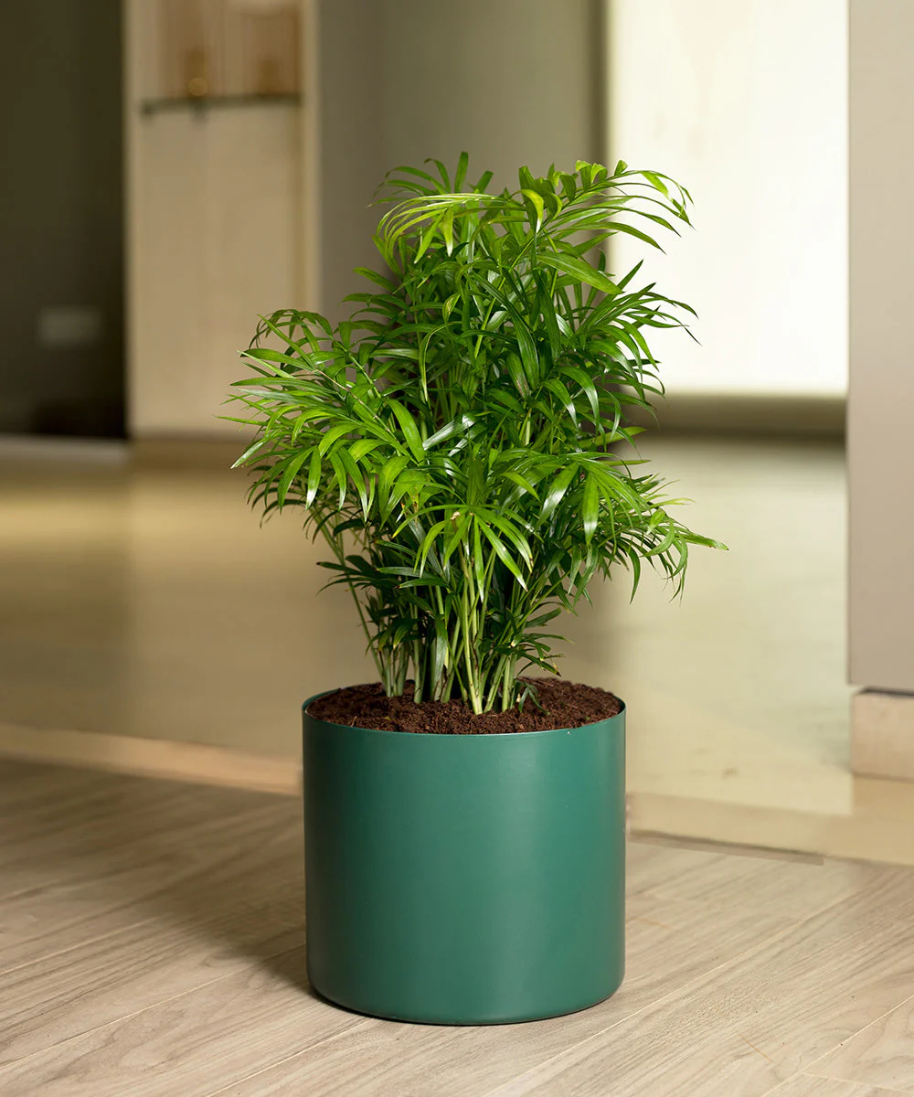 Chamaedorea Palm Plant With Self Watering Pot - Image 43
