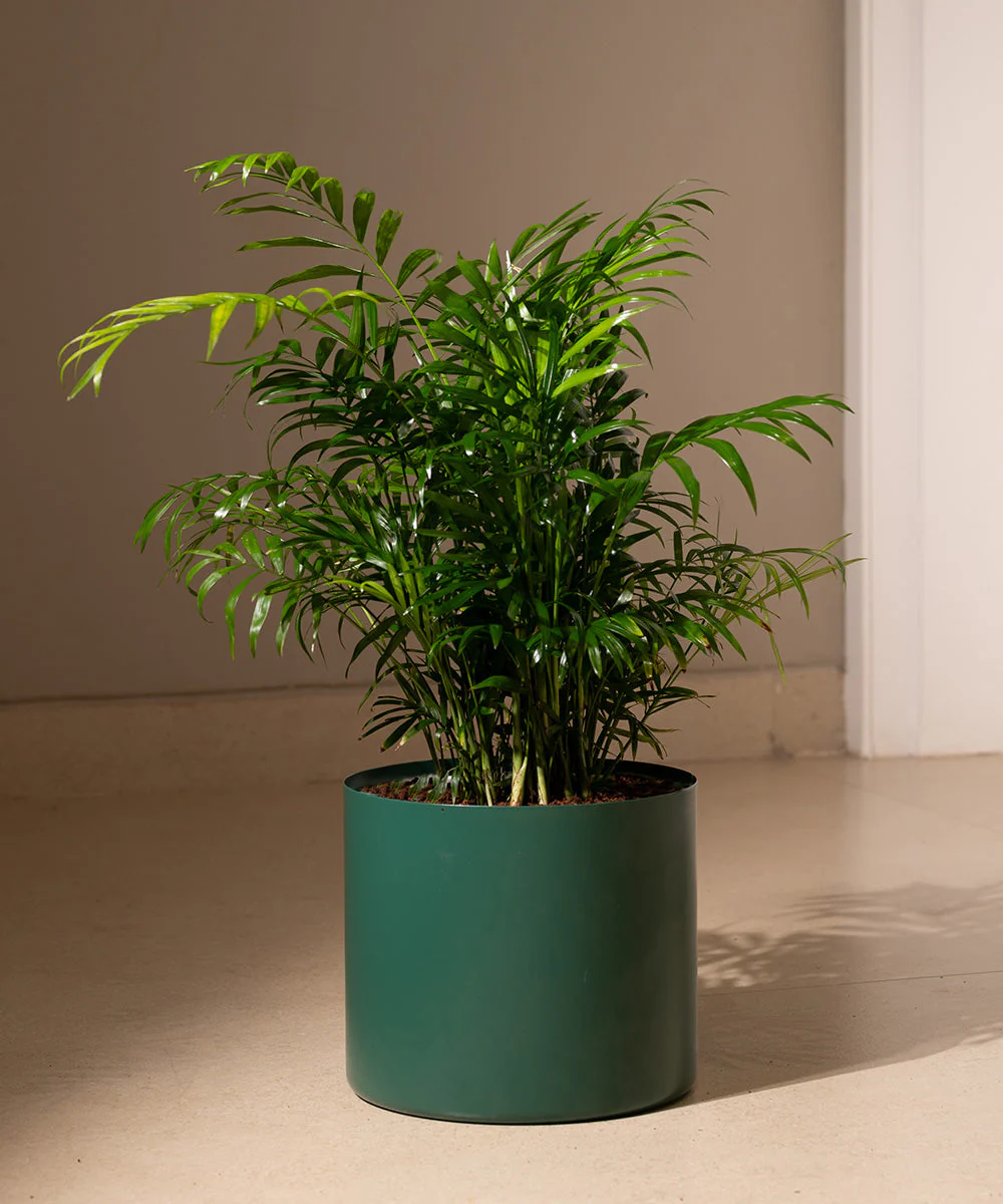 Chamaedorea Palm Plant With Self Watering Pot - Image 44