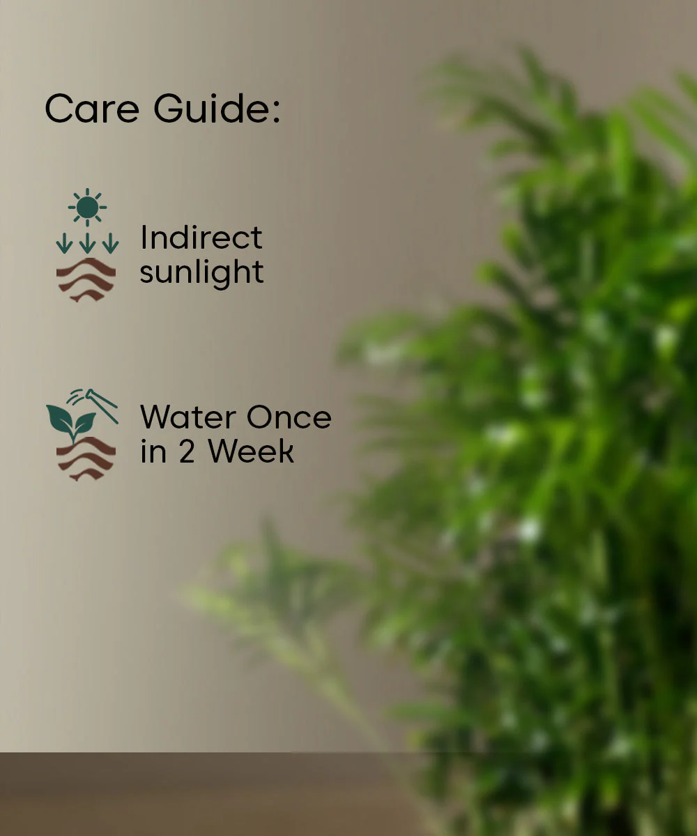 Chamaedorea Palm Plant With Self Watering Pot - Image 46