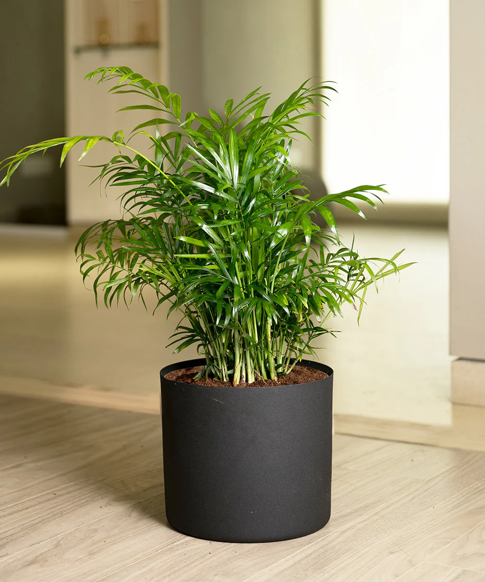 Chamaedorea Palm Plant With Self Watering Pot - Image 48