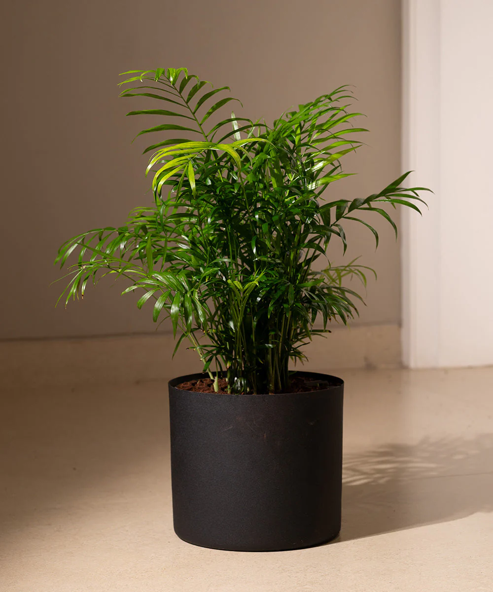 Chamaedorea Palm Plant With Self Watering Pot - Image 49