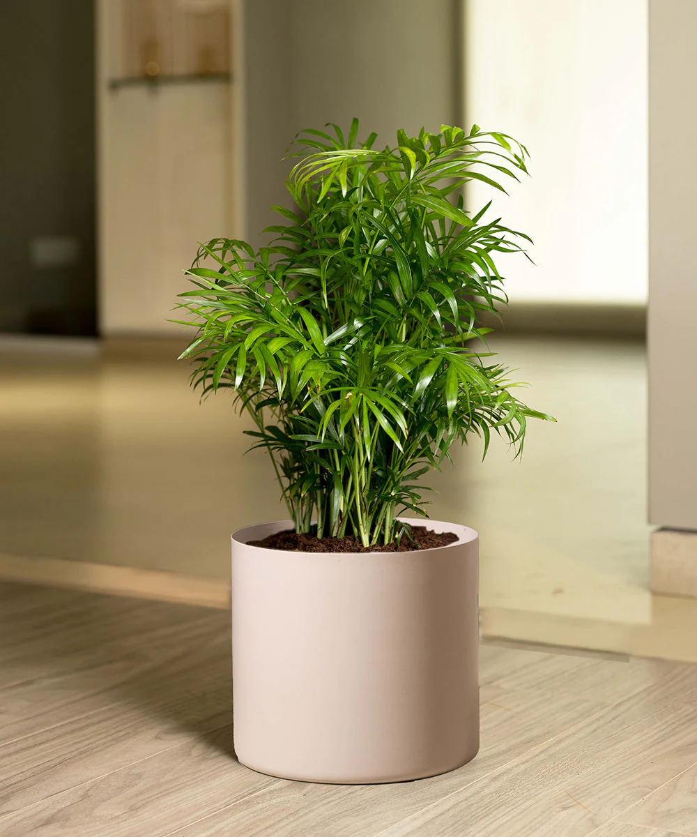 Chamaedorea Palm Plant With Self Watering Pot - Image 53