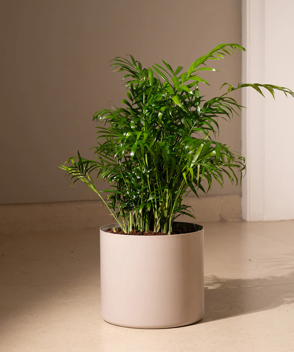 Chamaedorea Palm Plant With Self Watering Pot - Image 54