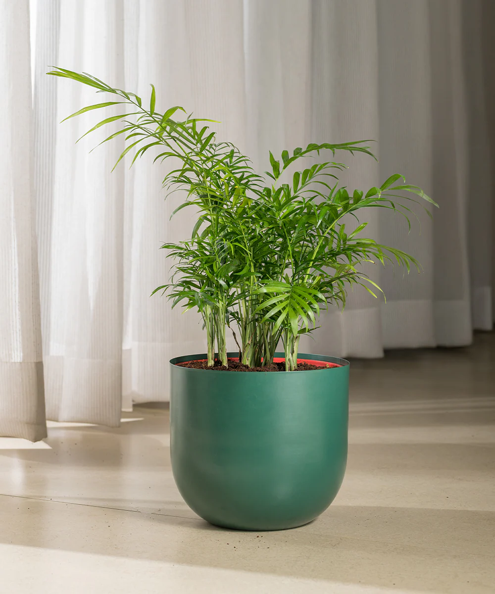 Chamaedorea Palm Plant With Self Watering Pot - Image 58