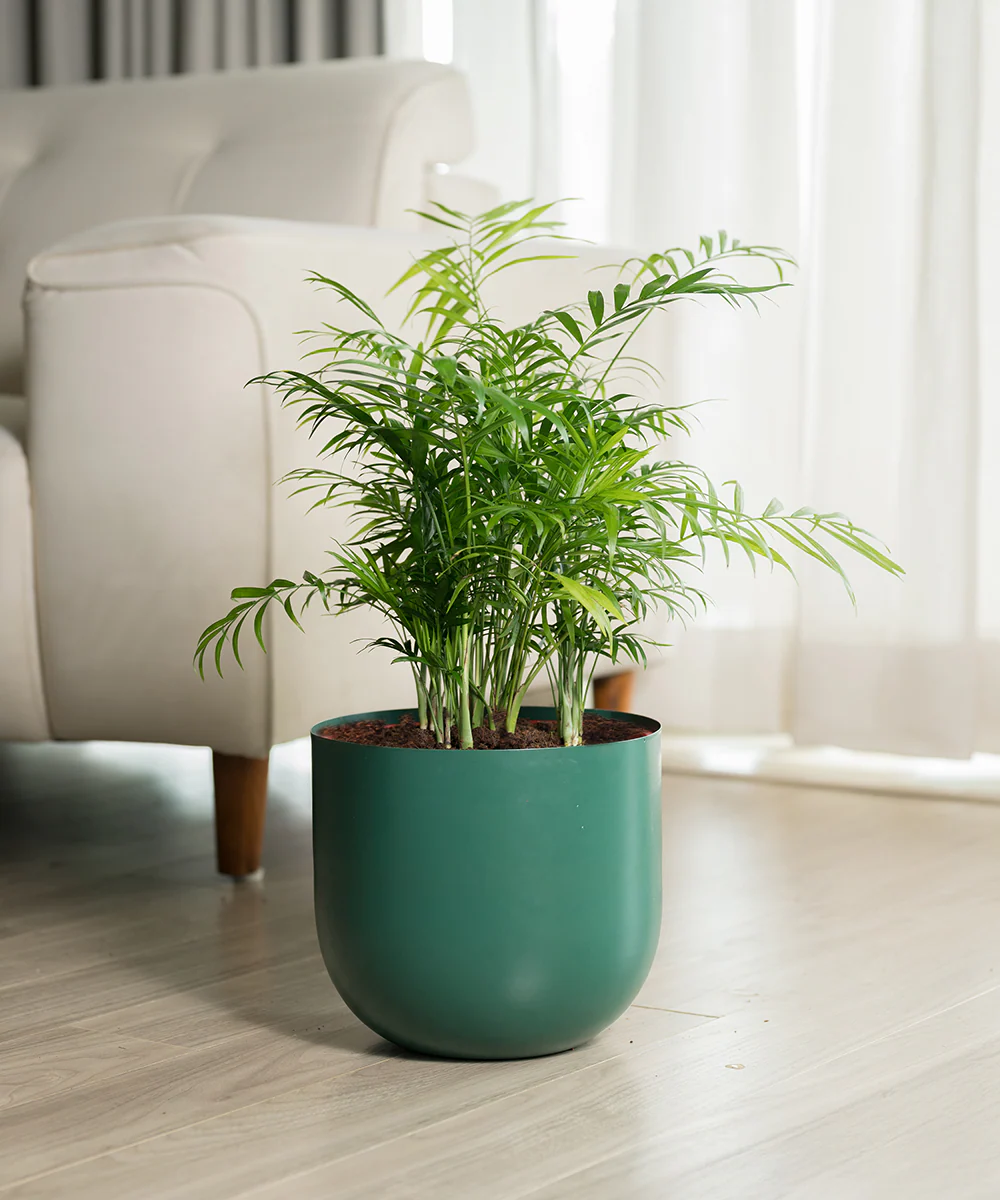 Chamaedorea Palm Plant With Self Watering Pot - Image 59