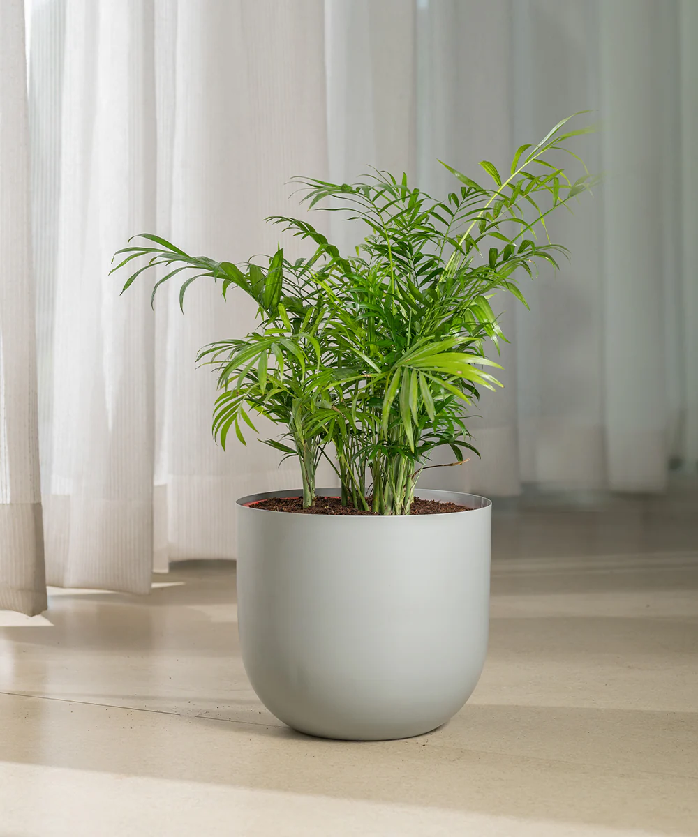Chamaedorea Palm Plant With Self Watering Pot - Image 63