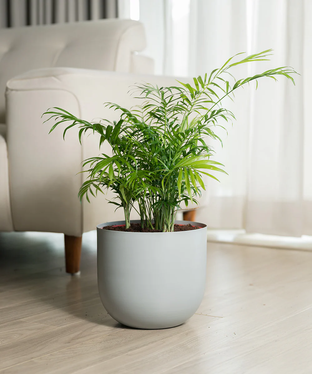 Chamaedorea Palm Plant With Self Watering Pot - Image 64