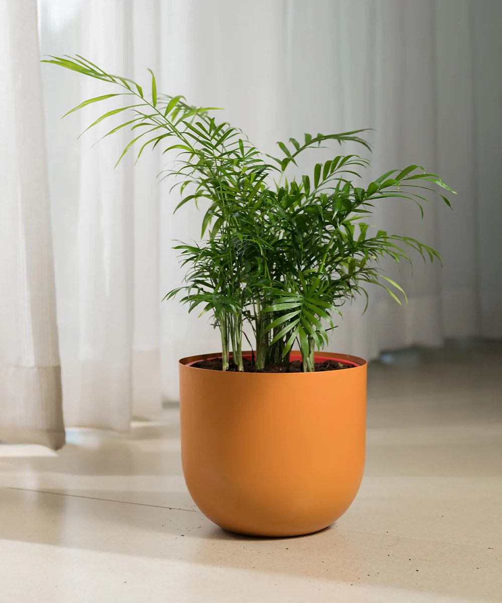 Chamaedorea Palm Plant With Self Watering Pot - Image 68