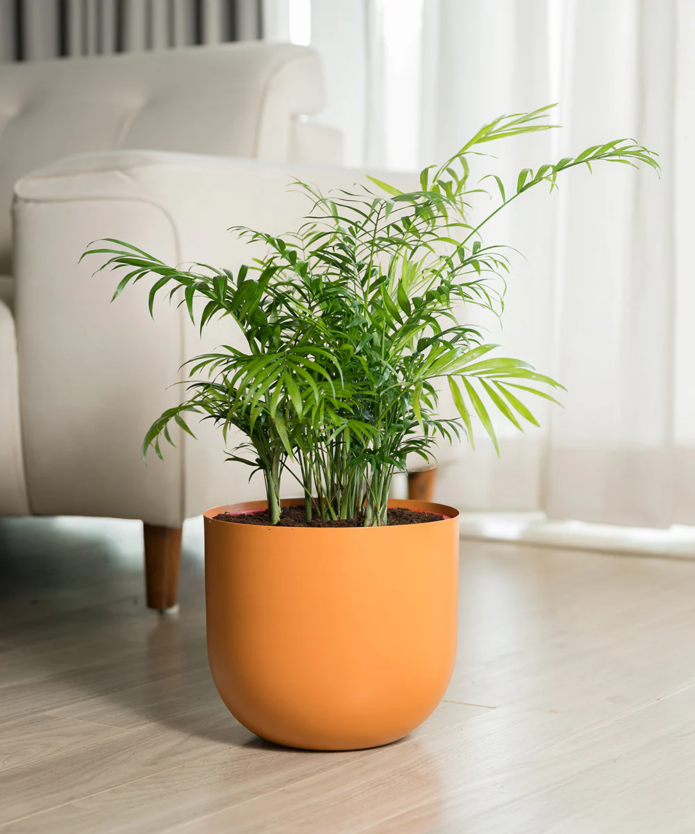 Chamaedorea Palm Plant With Self Watering Pot - Image 69