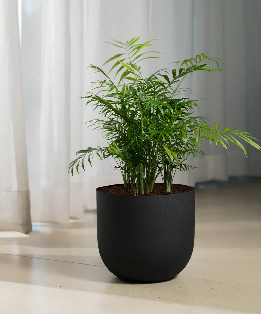 Chamaedorea Palm Plant With Self Watering Pot - Image 73