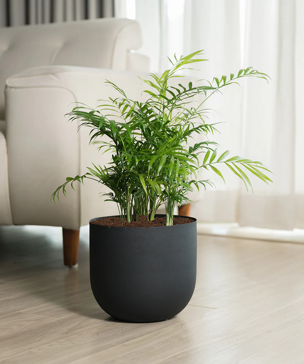 Chamaedorea Palm Plant With Self Watering Pot - Image 74