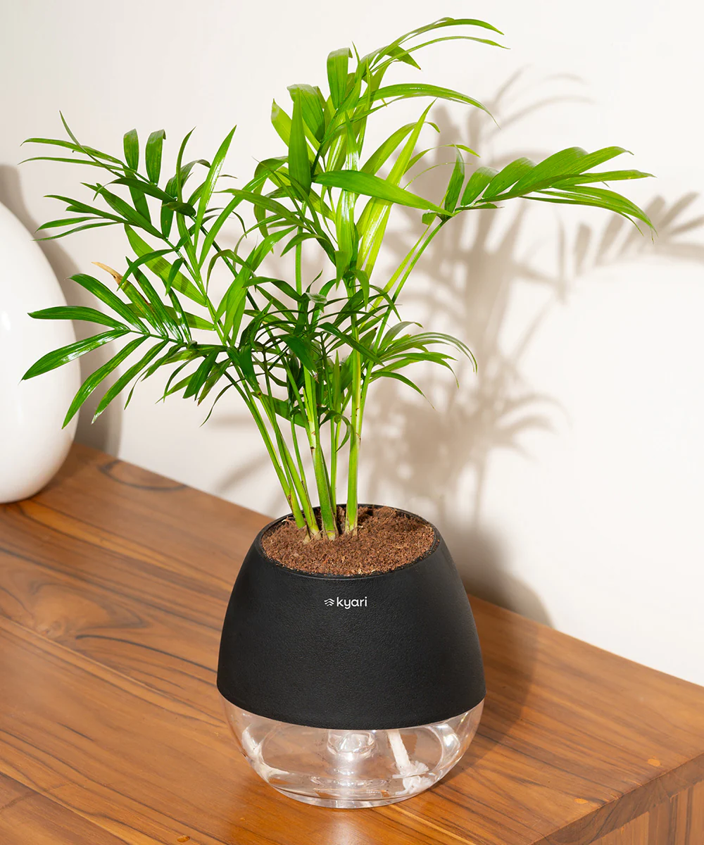 Chamaedorea Palm Plant With Self Watering Pot - Image 78