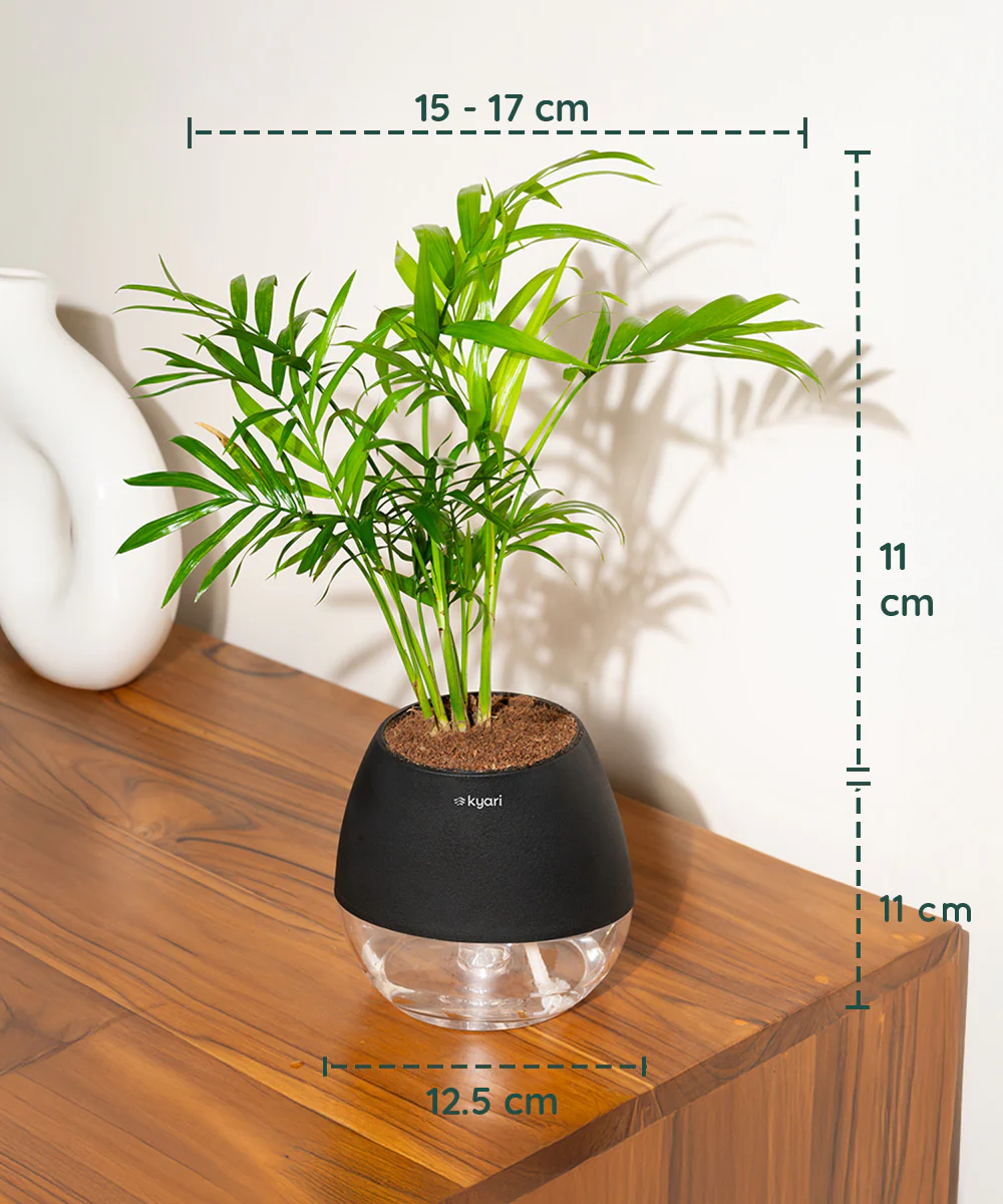 Chamaedorea Palm Plant With Self Watering Pot - Image 79