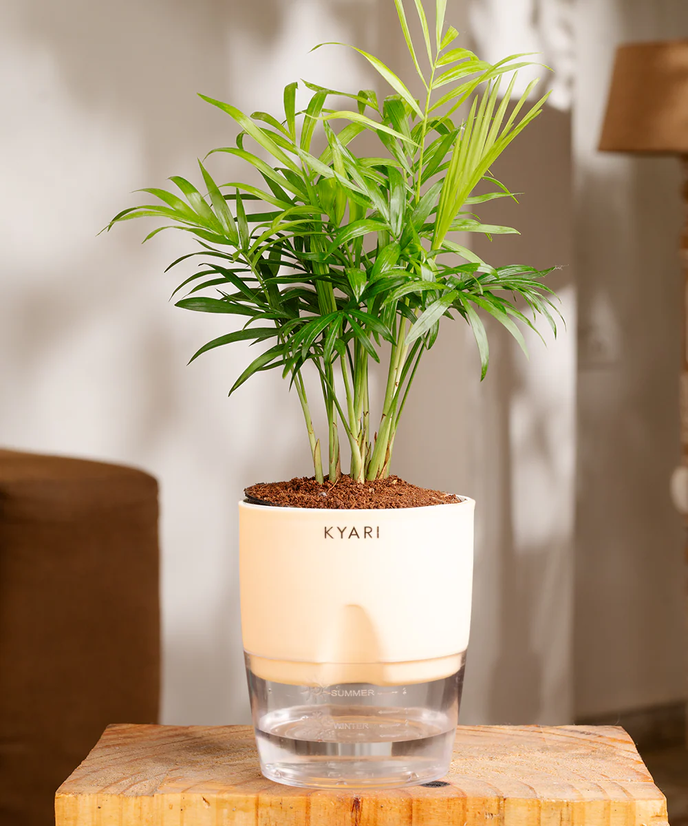 Chamaedorea Palm Plant With Self Watering Pot - Image 8