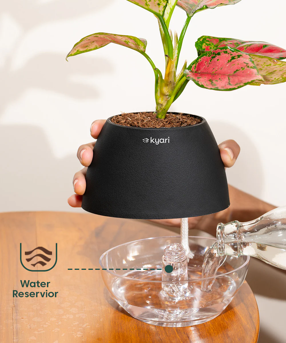 Chamaedorea Palm Plant With Self Watering Pot - Image 82