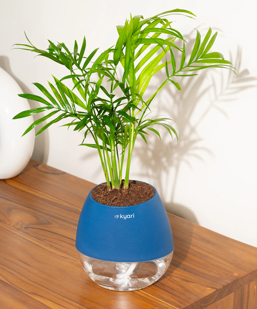 Chamaedorea Palm Plant With Self Watering Pot - Image 86