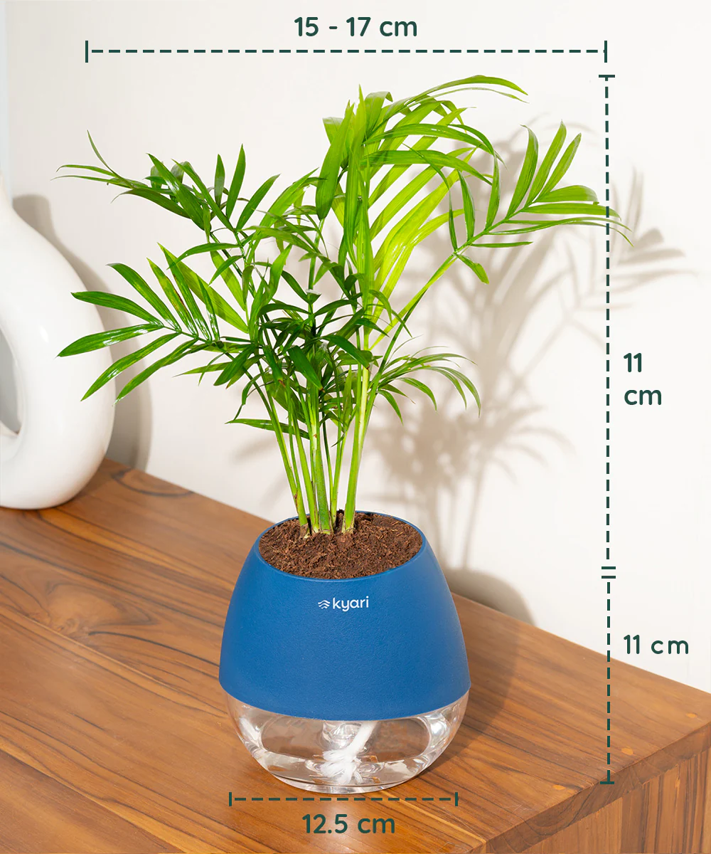 Chamaedorea Palm Plant With Self Watering Pot - Image 87