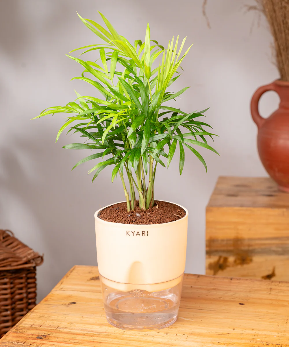 Chamaedorea Palm Plant With Self Watering Pot - Image 9