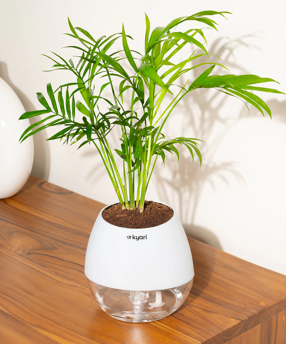 Chamaedorea Palm Plant With Self Watering Pot - Image 94