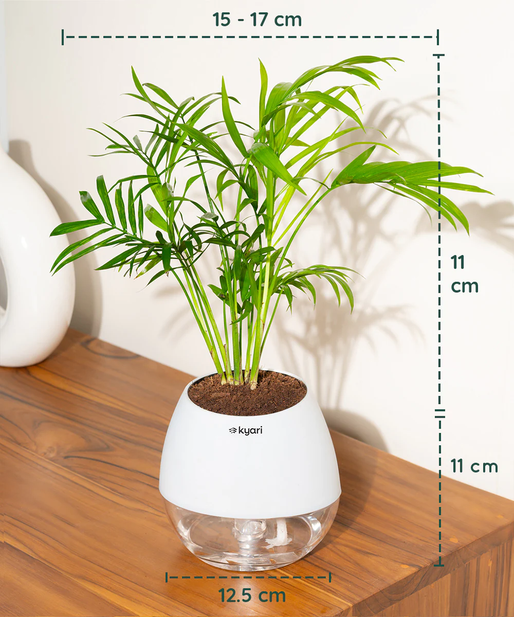 Chamaedorea Palm Plant With Self Watering Pot - Image 95