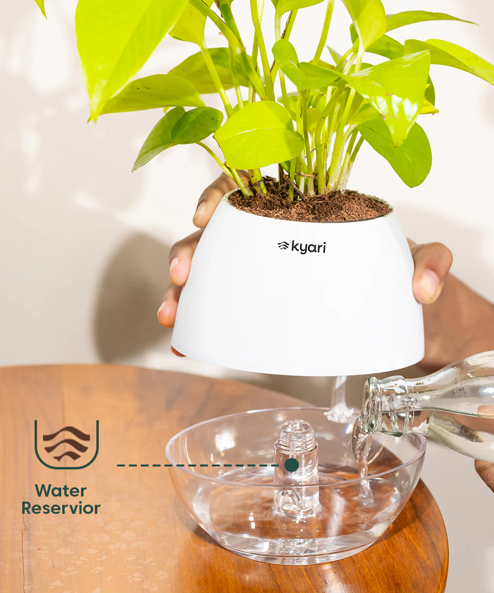 Chamaedorea Palm Plant With Self Watering Pot - Image 96