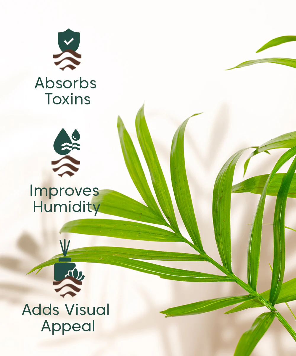 Chamaedorea Palm Plant With Self Watering Pot - Image 99