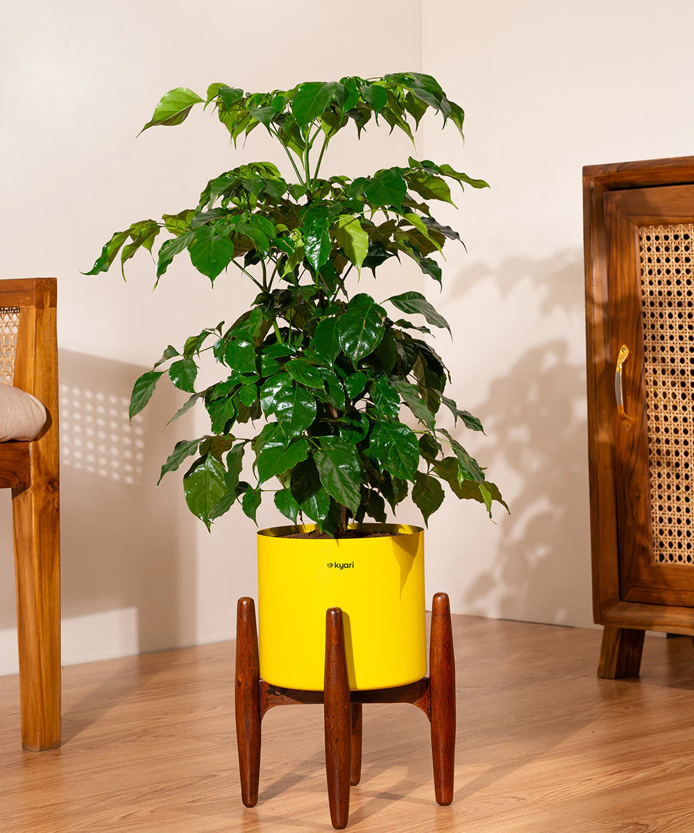 China Doll with Metal Self Watering Pot - Image 12