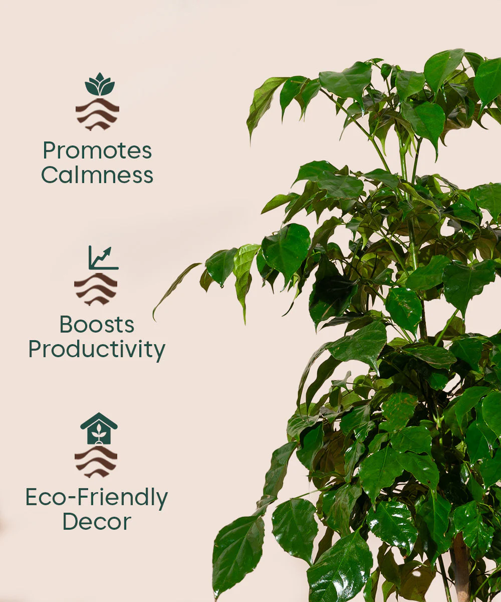 China Doll with Metal Self Watering Pot - Image 14