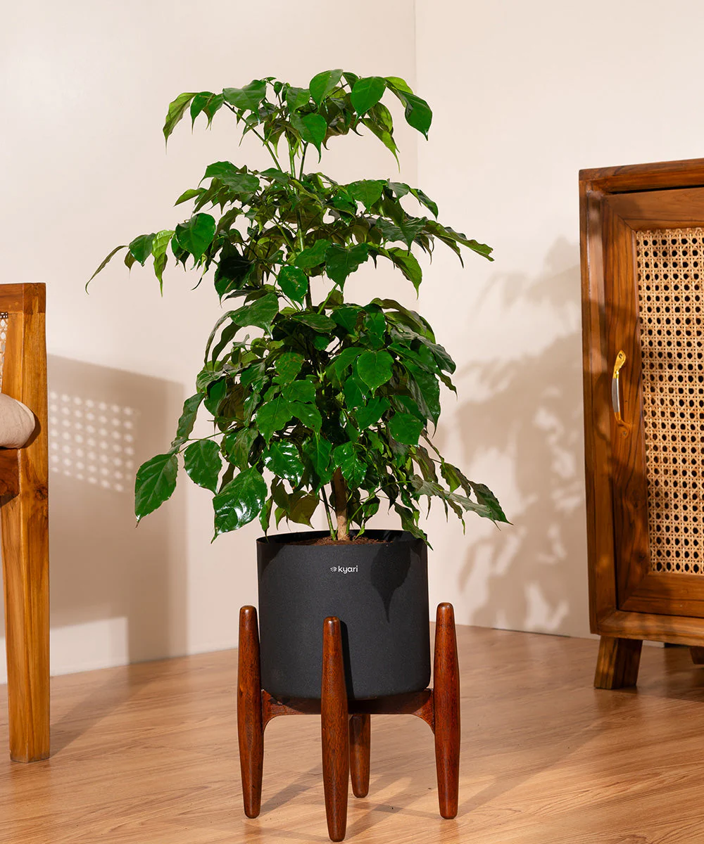 China Doll with Metal Self Watering Pot - Image 18
