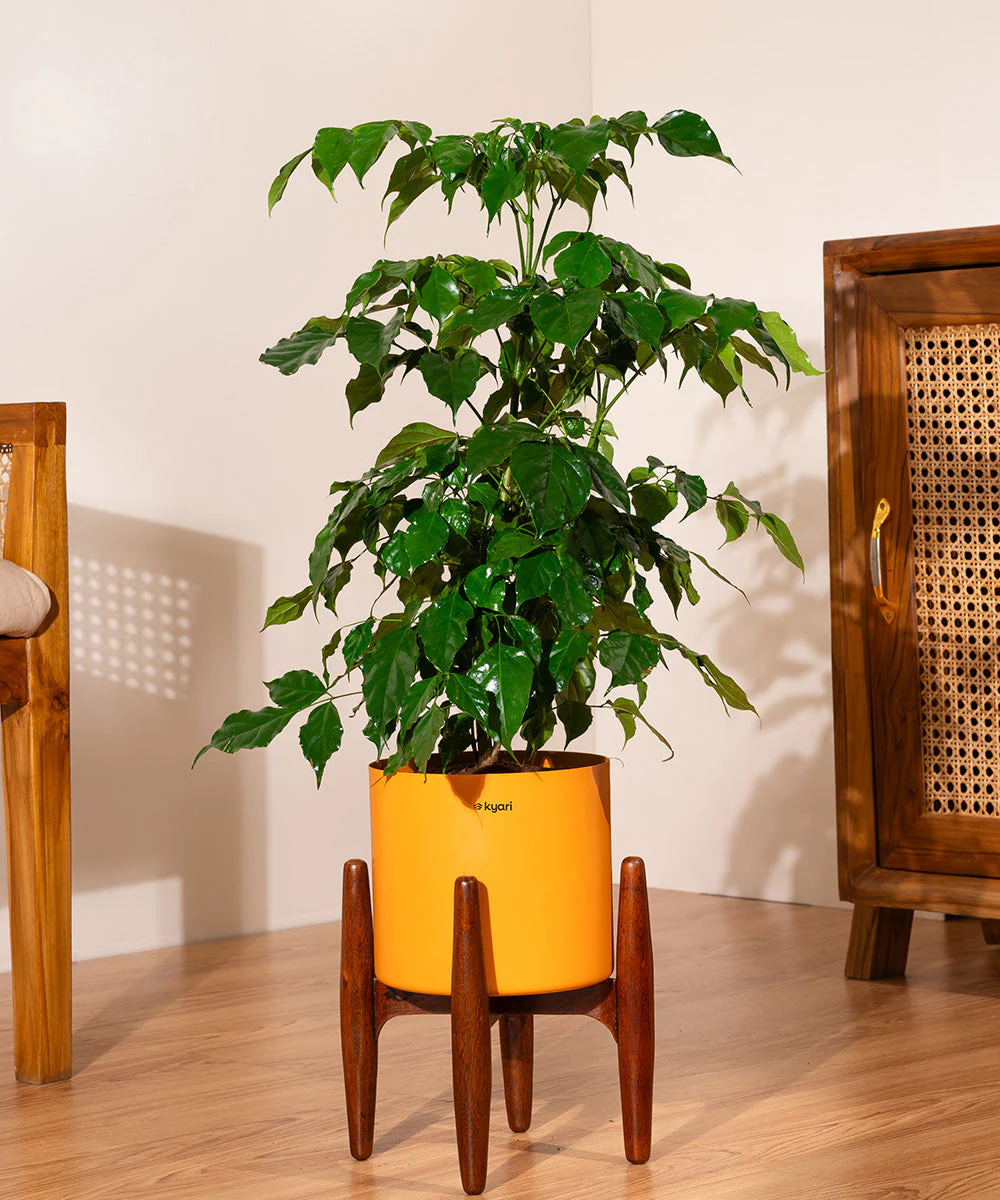 China Doll with Metal Self Watering Pot - Image 24